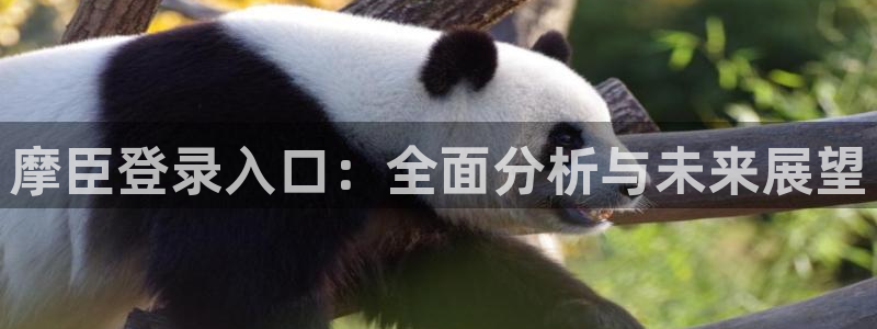 彩虹多多专家：摩臣登录入口：全面分析与未来展望