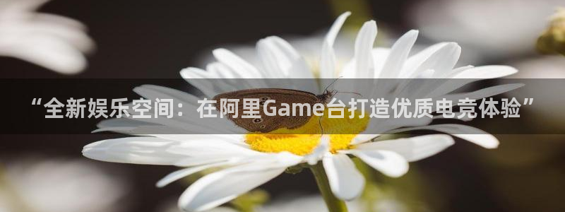 正版彩虹多多：“全新娱乐空间：在阿里Game台打造优质电竞体验”